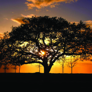 Sunset Over Branches