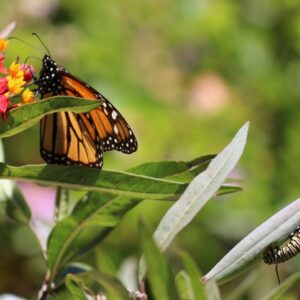 Monarch Butterfly