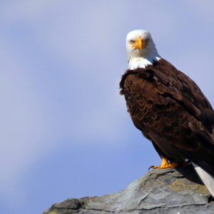 Eagle
