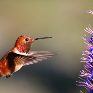 Hummingbird