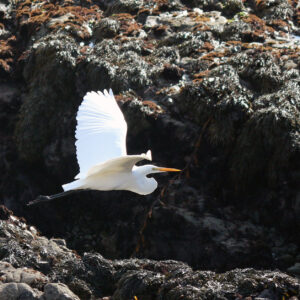 Great Egret