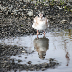 Dipping Feet In
