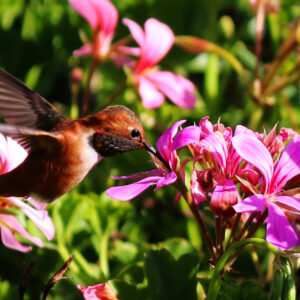 Humming Over Pink Flowers