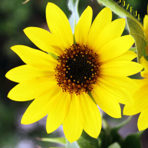 Be Joyful