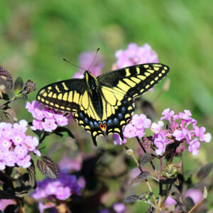 Swallowtail Butterfly