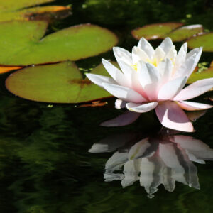 Lily