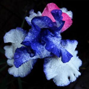 Blue Iris Flower