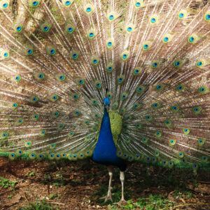 Magestic Peacock