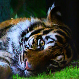 Gentle Tiger
